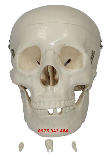 Mô hình khung xương hộp sọ kích thước thật XC-104