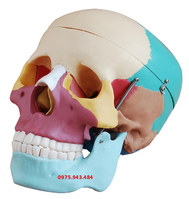 Mô hình hộp sọ kích thước thật với xương màu XC-104C