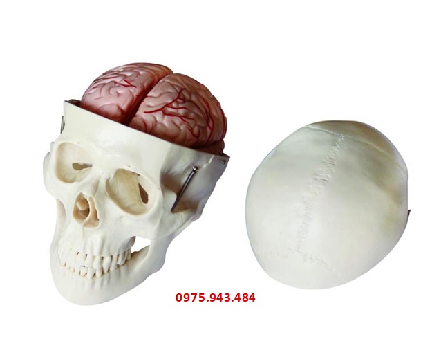 Mô hình hộp sọ với 8 phần não XC-104E