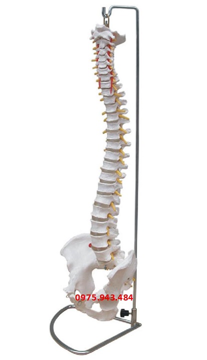 Mô hình cột sống kích thước thật với xương chậu XC-105