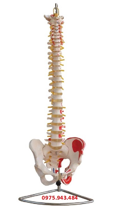 Mô hình cột sống với xương chậu và cơ bắp được sơn XC-105A