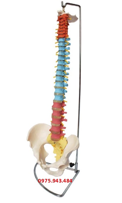 Mô hình xương cột sống và khung xương chậu XC-105C