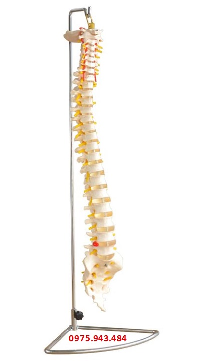 Mô hình cột sống kích thước thật XC-107