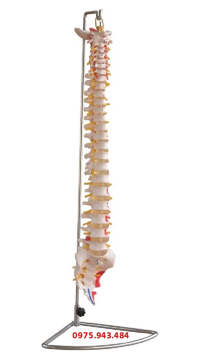 Mô hình cột sống được sơn cơ XC-107A