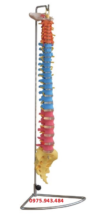 Mô hình xương cột sống chia màu theo từng đoạn XC-107C