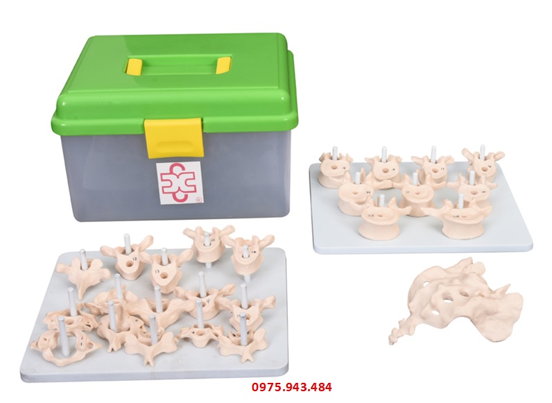 Mô hình cột sống người tháo rời XC-107D