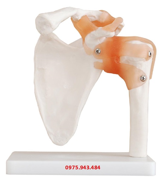 Mô hình giải phẫu xương vai và khớp vai XC-109