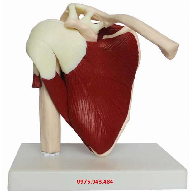 Mô hình khớp vai với cơ bắp có kích thước thật XC-109A