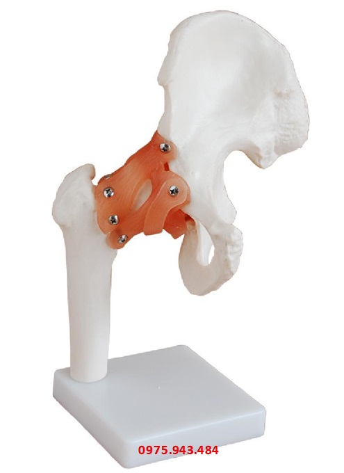 Mô hình xương khớp hông XC-110