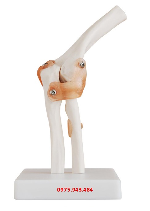 Mô hình khớp khuỷu tay XC-112