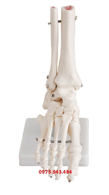 Mô hình khớp bàn chân XC-113