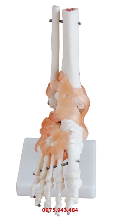 Mô hình khớp xương bàn chân có dây chằng XC-113A