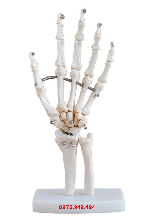 Mô hình khớp xương bàn tay XC-114