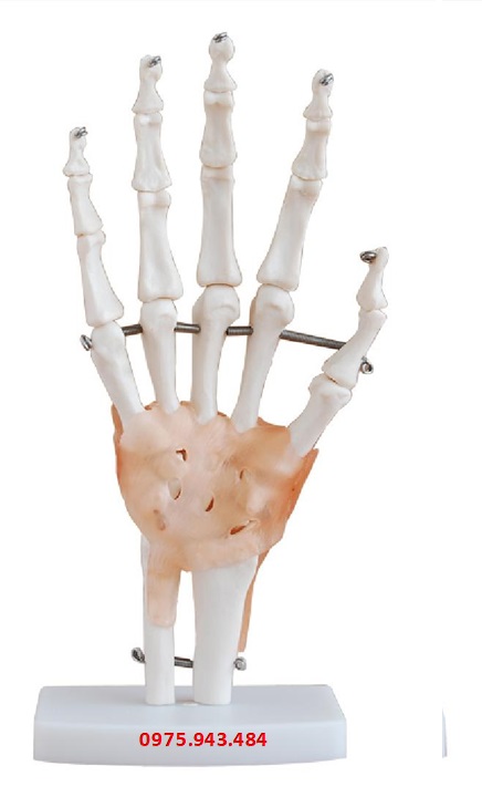 Mô hình khớp bàn tay có dây chằng XC-114A