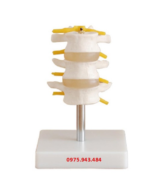 Mô hình đốt xương sống thắt lưng (3 chiếc) XC-117