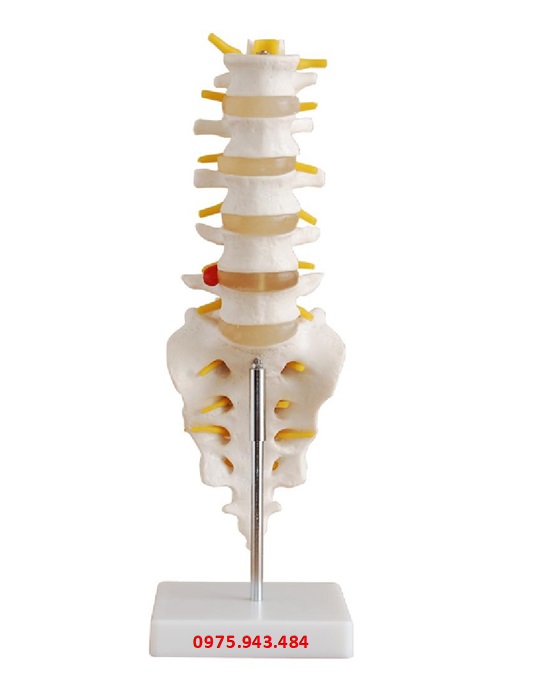 Mô hình đốt sống thắt lưng với xương cùng và xương cụt XC-119