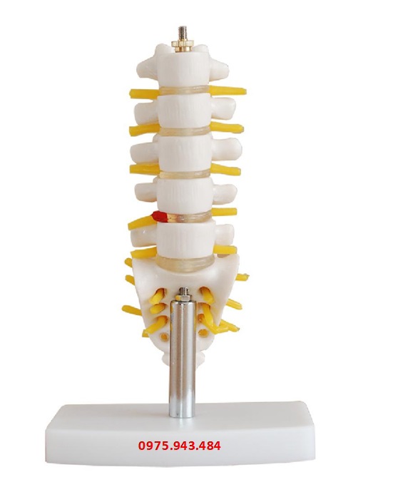 Mô hình đốt sống thắt lưng với xương cùng và xương cụt loại mini XC-119A