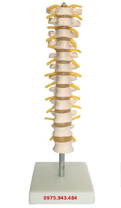 Mô hình cột sống ngực XC-120
