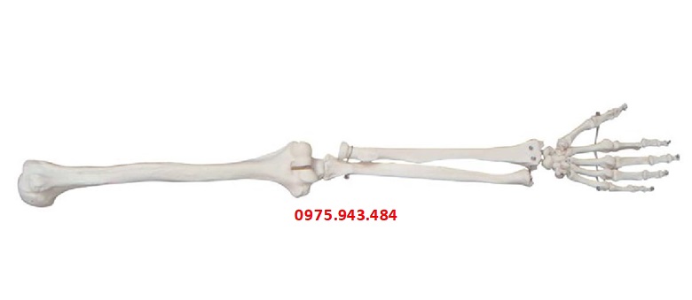Mô hình xương cánh tay XC-121