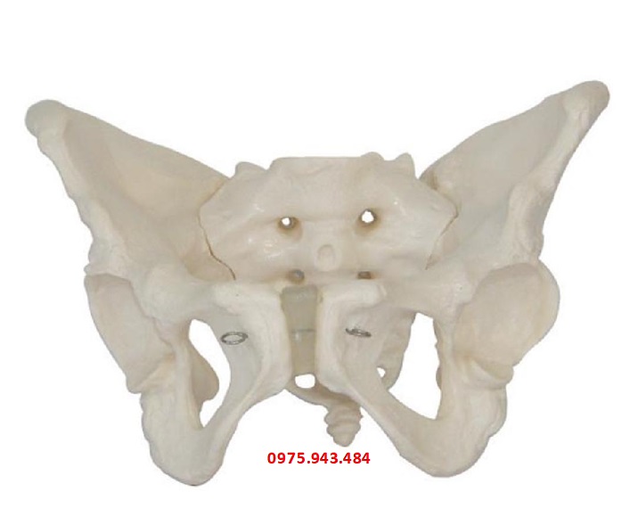 Mô hình xương chậu phụ nữ trưởng thành XC-124