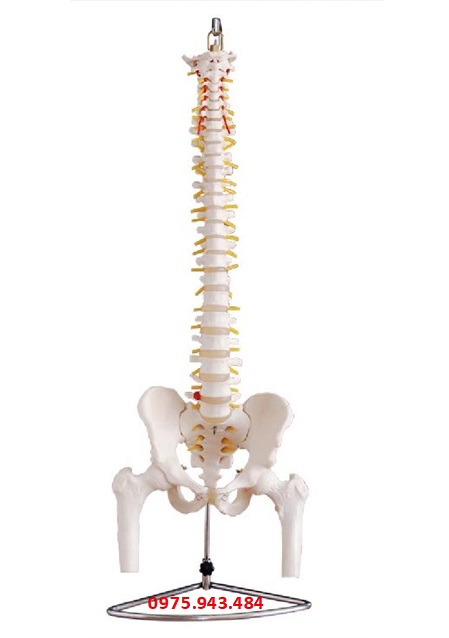 Mô hình xương cột sống, xương chậu, xương đùi với kích thước thật XC-126