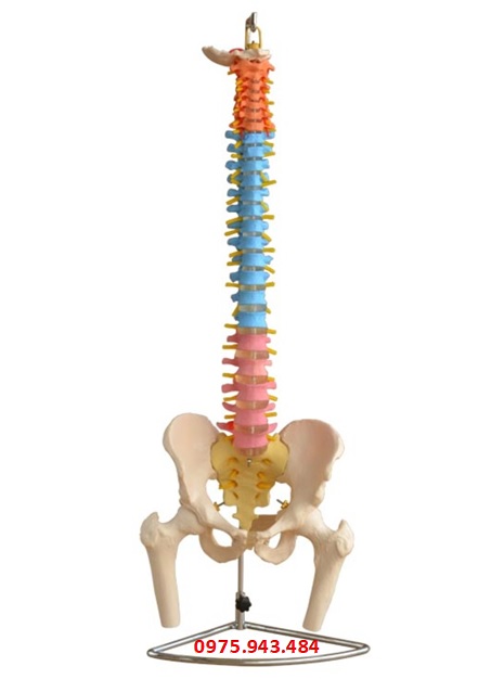 Mô hình xương cột sống có chia màu với xương chậu và xương đùi XC-126C