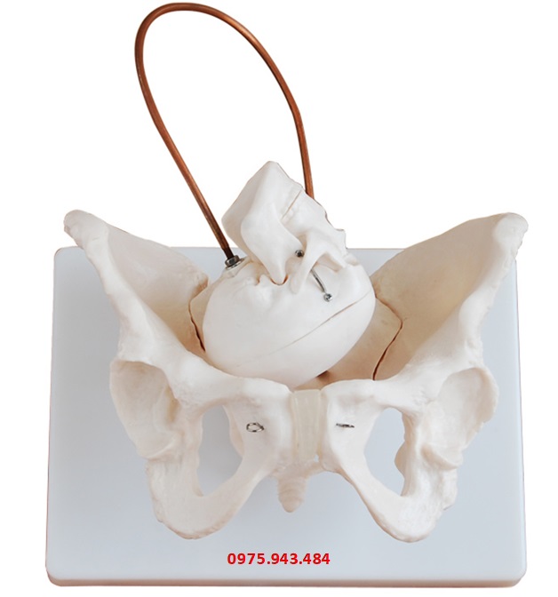 Mô hình minh họa khi sinh XC-127