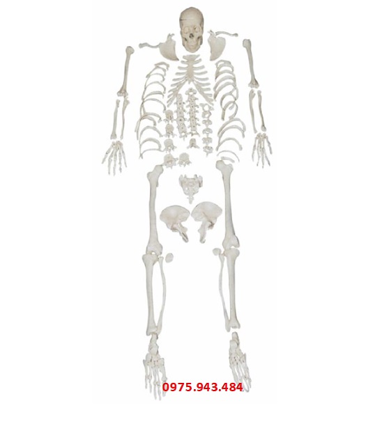 Mô hình bộ xương tách rời có hộp sọ XC-130