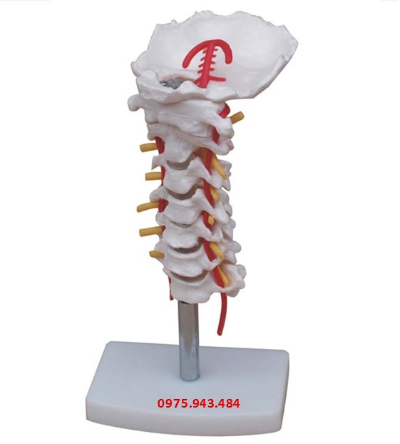 Mô hình xương cột sống cổ có động mạch  XC-133