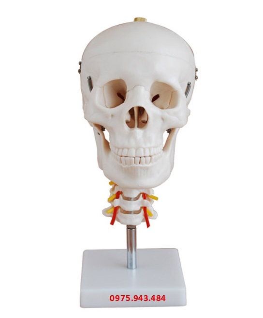 Mô hình hộp sọ với đốt sống cổ XC-135