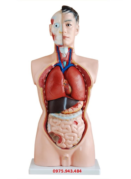 Mô hình giải phẫu nội tạng thân nam 85cm với 19 bộ phận XC-201