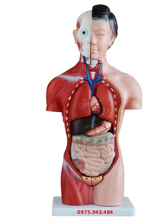 Mô hình giải phẩu nội tạng nữ (dạng nửa người) 42cm với 15 bộ phận XC-202B