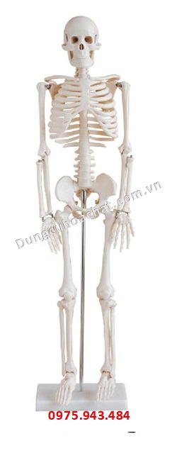 Mô hình bộ xương 85cm XC-102