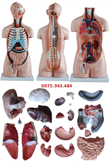 Mô hình giải phẫu thân người kèm cơ quan nội tạng không giới tính 85cm 20 bộ phận XC-206
