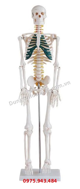 Mô hình bộ xương có dây thần kinh cột sống dài 85cm XC-102A