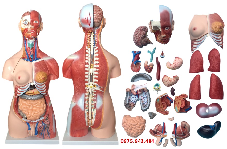 Mô hình giải phẫu bán thân nam/nữ kèm nội tạng 85cm với 30 bộ phận XC-210