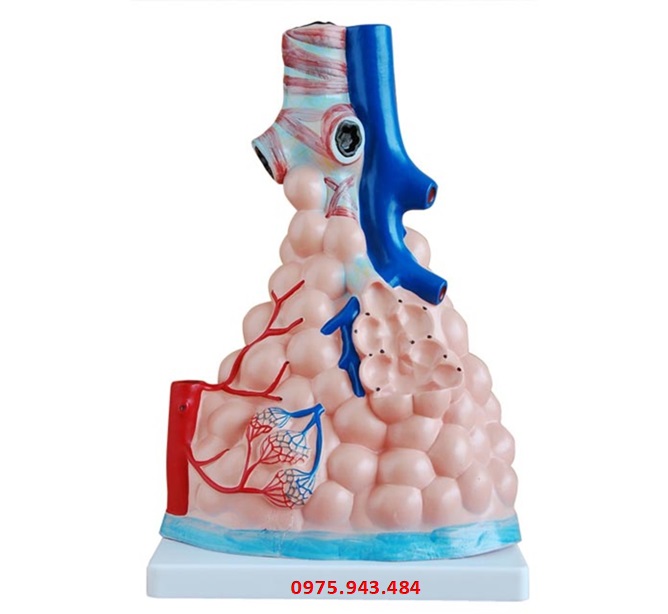 Mô hình phế nang phổi XC-302