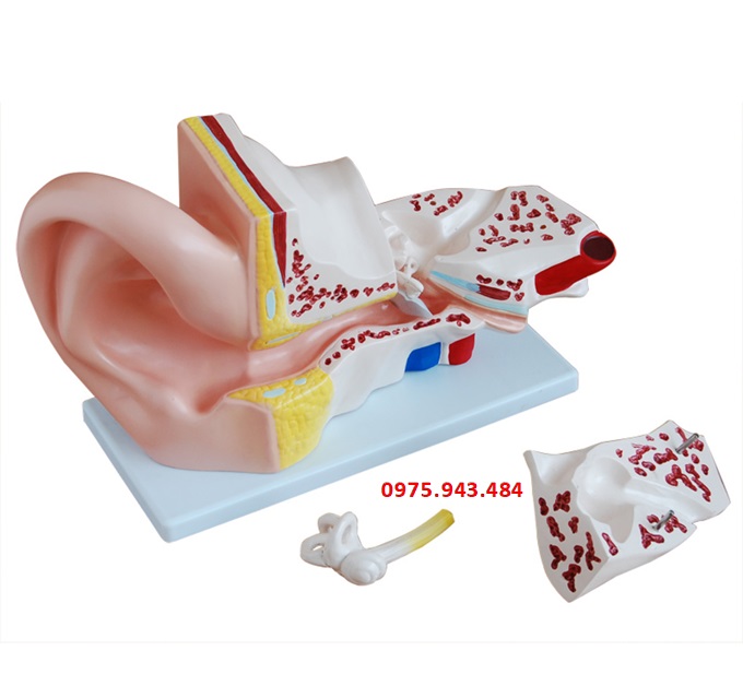 Mô hình giải phẫu tai người phóng đại XC-303A