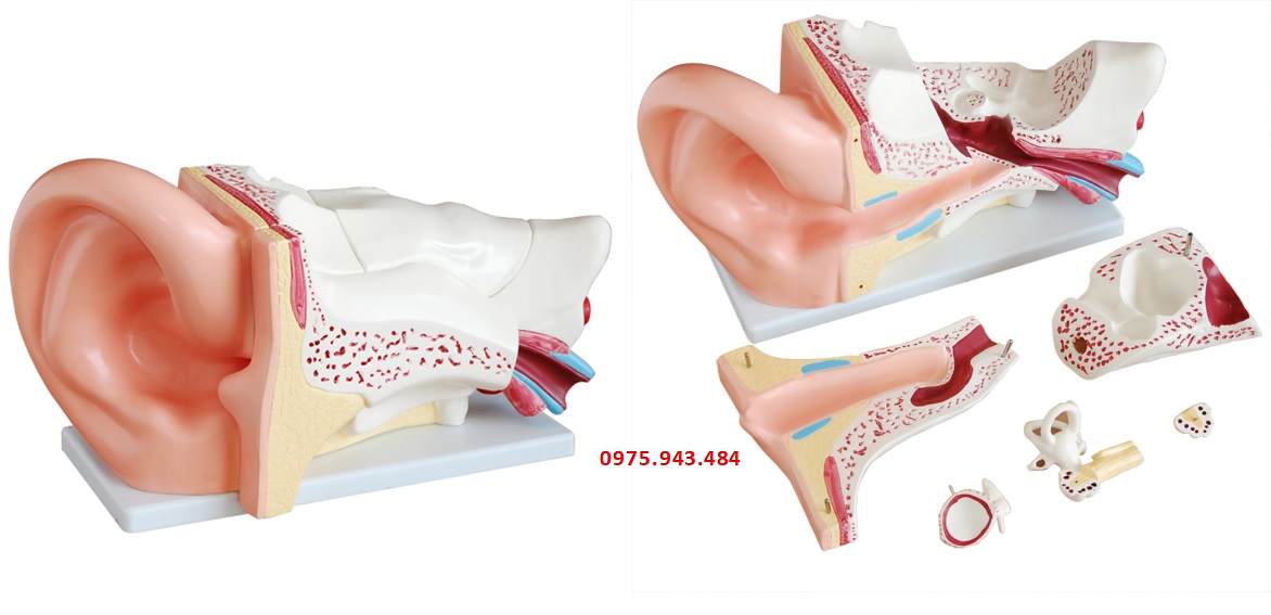 Mô hình giải phẫu tai người phóng đại 5 lần XC-303C