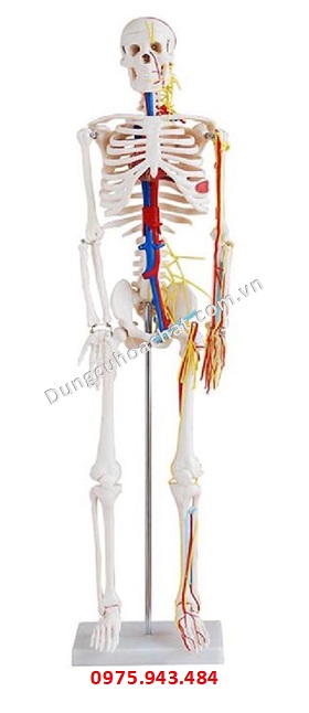 Mô hình bộ xương 85cm có dây thần kinh và mạch máu XC-102B