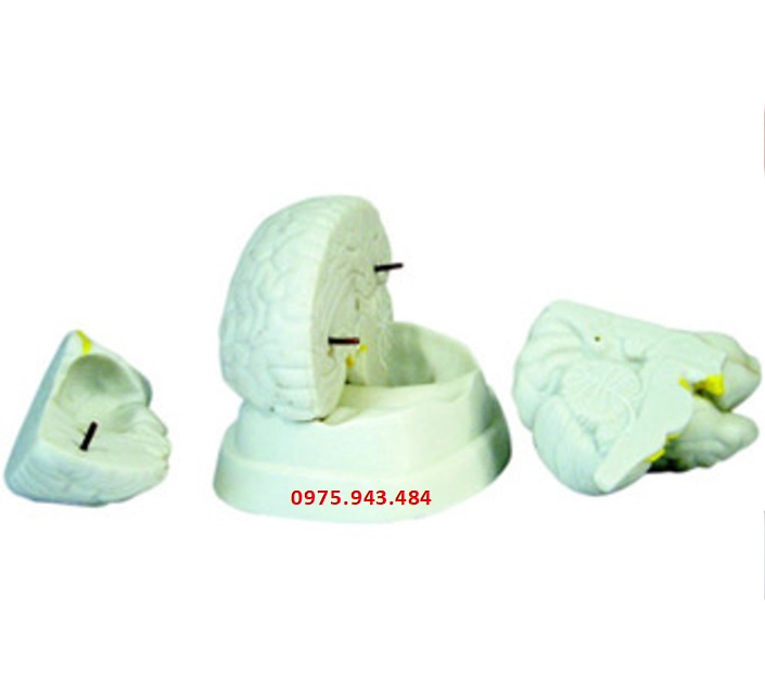 Mô hình giải phẫu bộ não XC-304