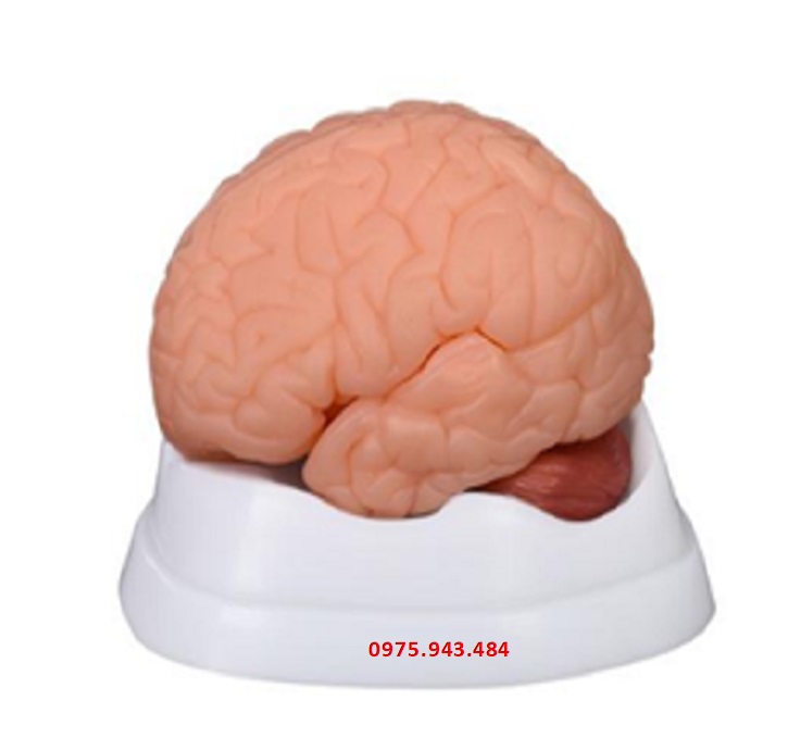 Mô hình giải phẫu não người 9 phần XC-304B