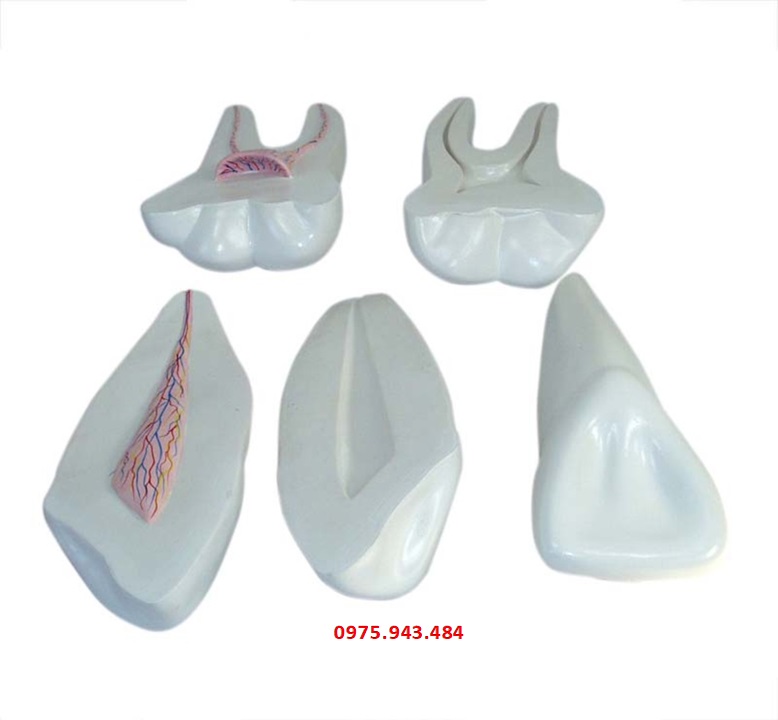 Mô hình giải phẫu răng người XC-305