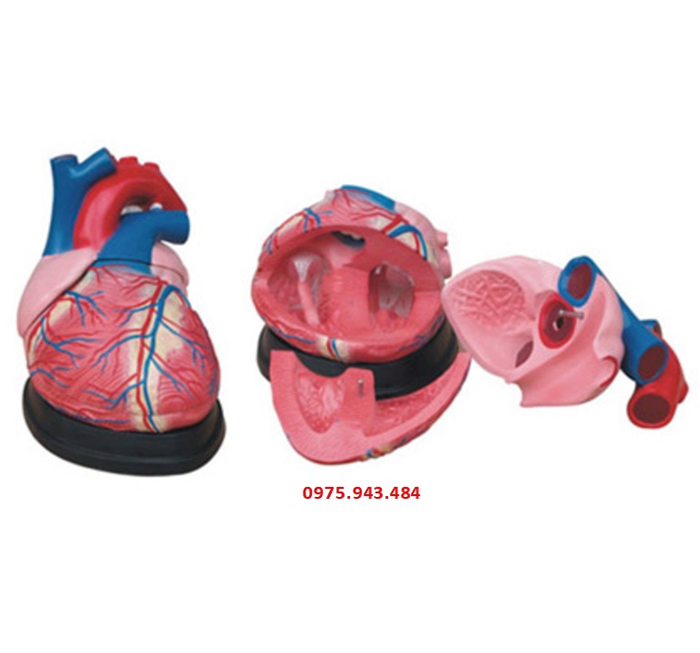 Mô hình giải phẫu tim phóng đại 4 lần XC-307