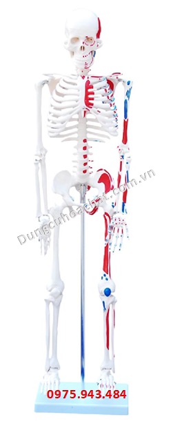 Mô hình khung xương 85cm với cơ bắp được sơn XC-102C